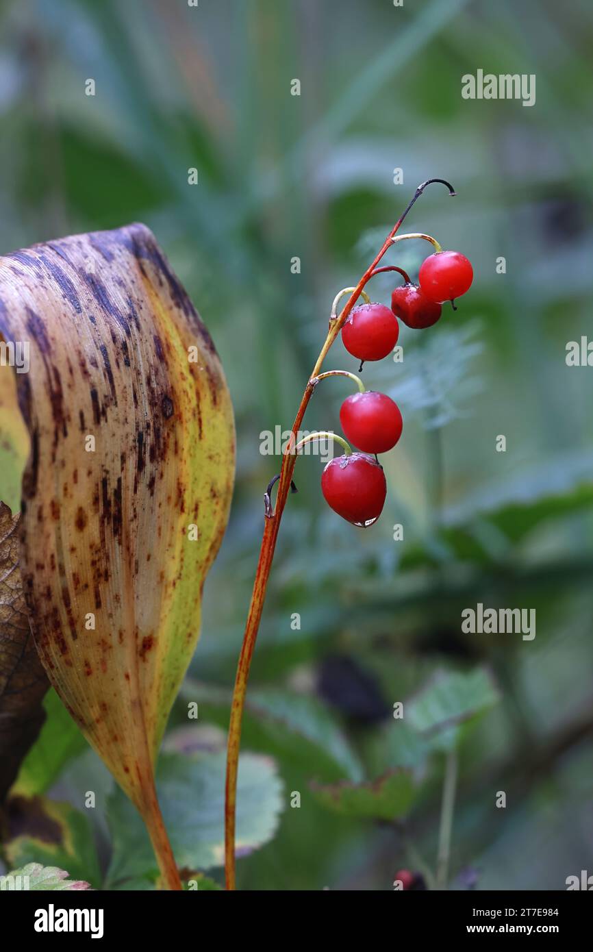 Red poisonous berries of Lily of The Valley, Convallaria majalis, wild