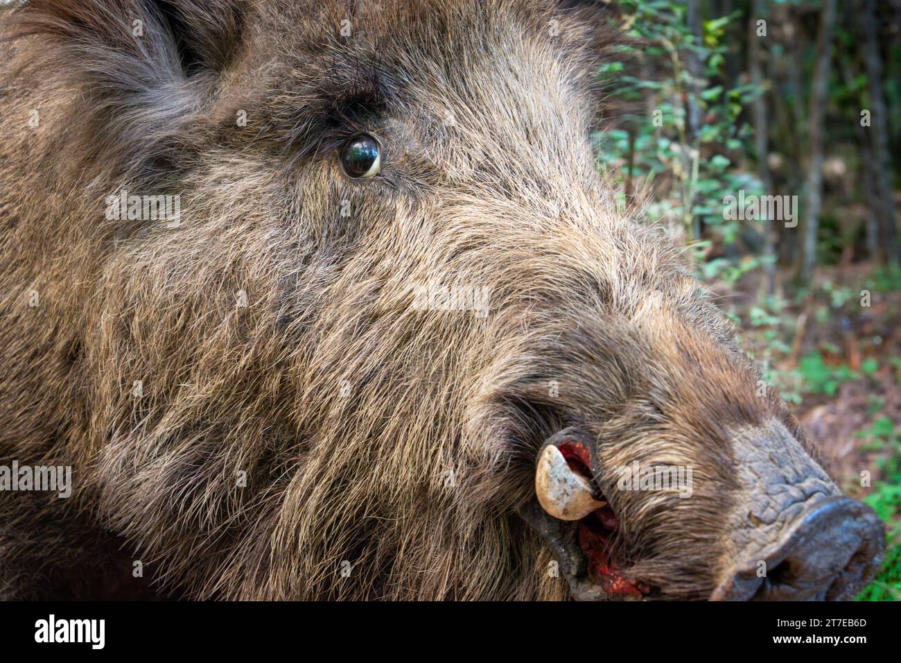 The wild boar (Sus scrofa) Stock Photo