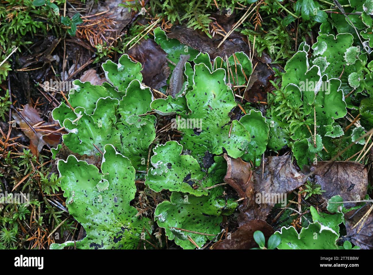 Peltigera aphthosa, known as dog lichen, leafy lichen, felt lichen, and common freckle pelt, lichens from Finland Stock Photo