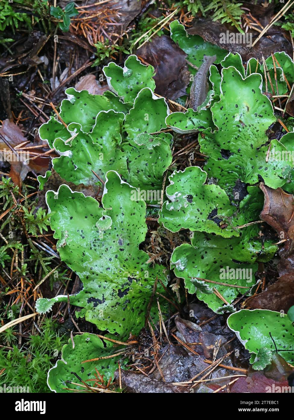 Peltigera aphthosa, known as dog lichen, leafy lichen, felt lichen, and common freckle pelt, lichens from Finland Stock Photo