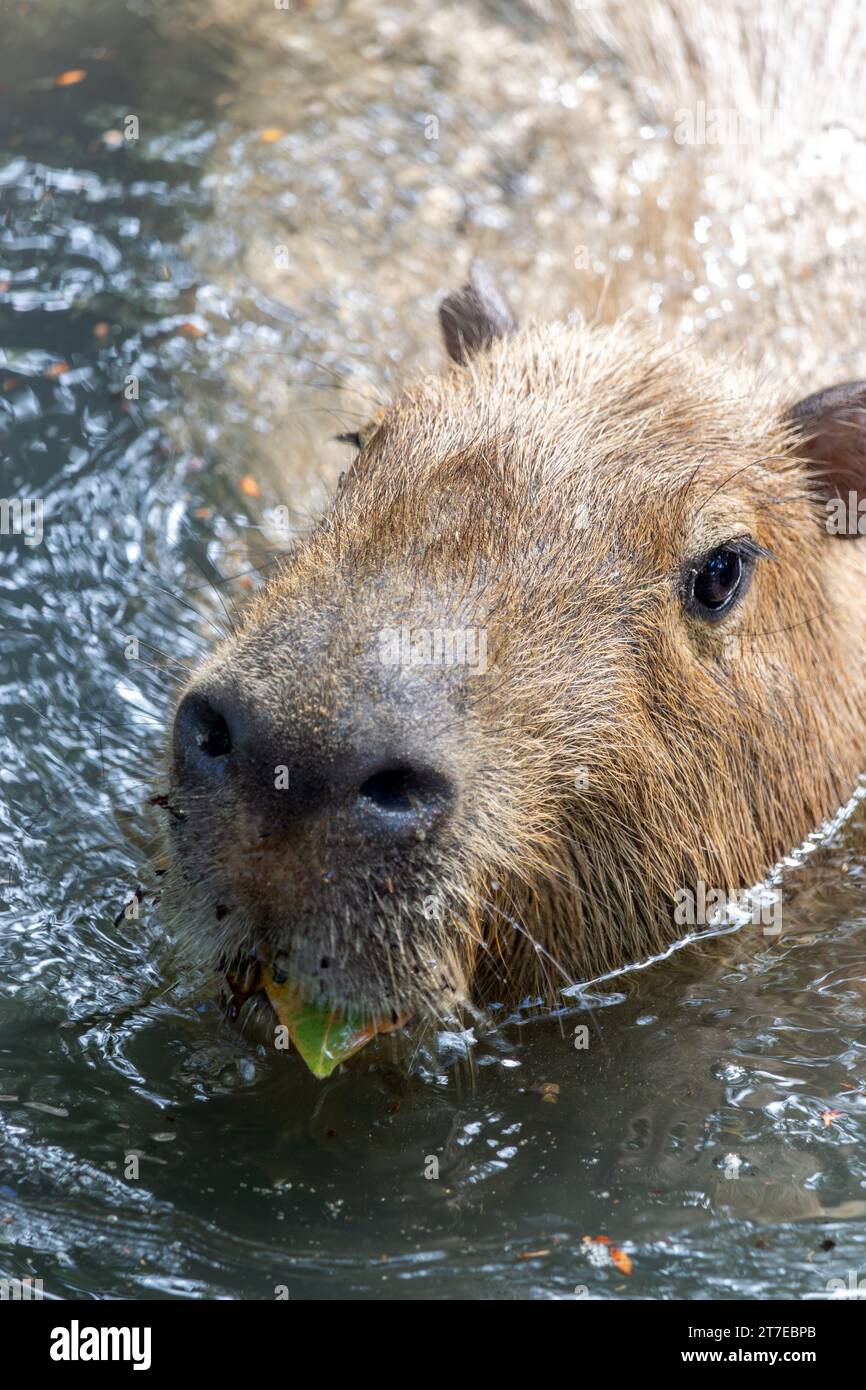 The capybara (Hydrochoerus hydrochaeris Stock Photo - Alamy
