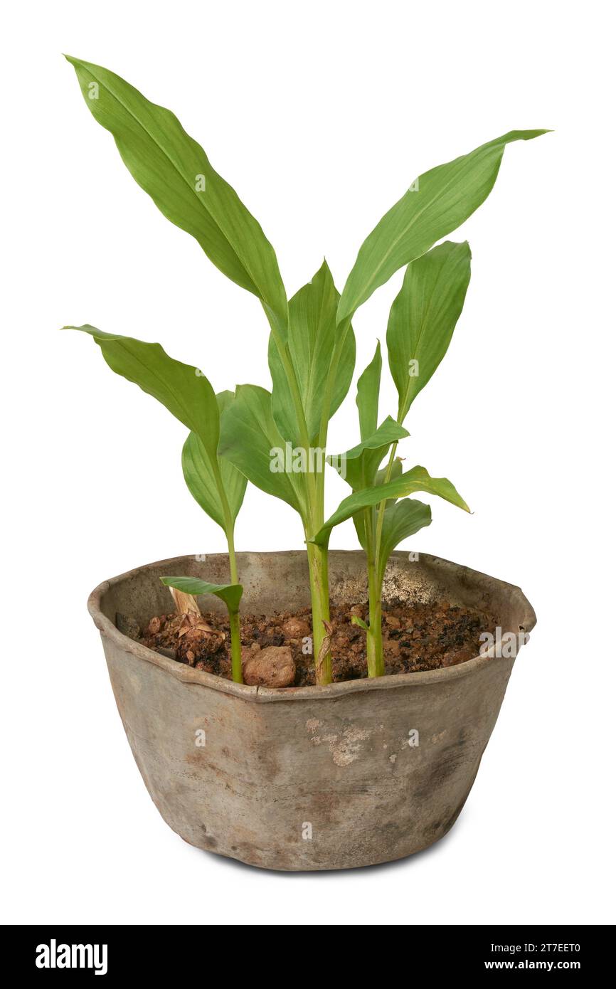 young turmeric plants grow in a pot or container, curcuma longa, herbal medicinal flowering plant from the ginger family and native to southeast asia Stock Photo