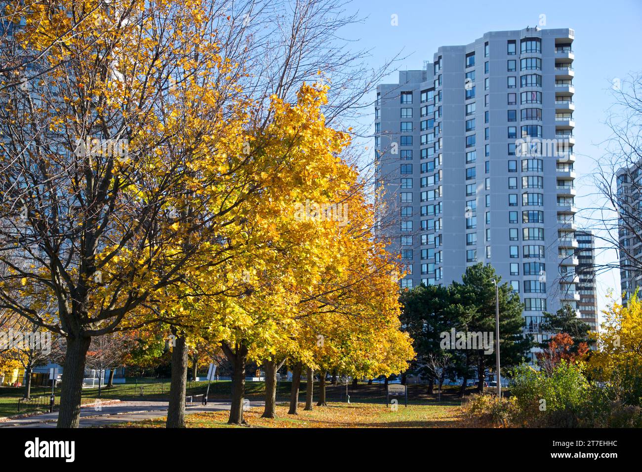 Apartment Living with autumn leaf colour in Toronto, Canada Stock Photo