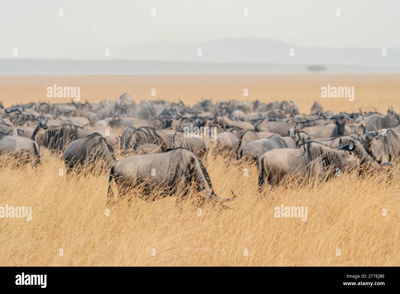 Wildebeest Migration in Masai Mara Kenya Africa Stock Photo