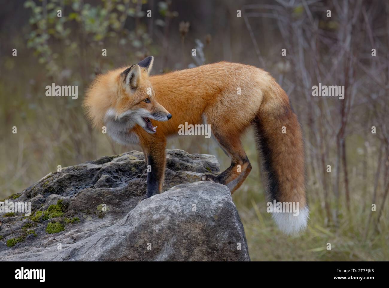 A young red fox with a bushy tail on top of a rock in autumn in Ottawa, Ontario, Canada Stock Photo