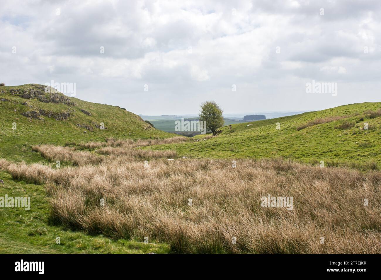 Rushes growing in a small wetland in the hilly grasslands of Northumberland National Park in Northern England Stock Photo