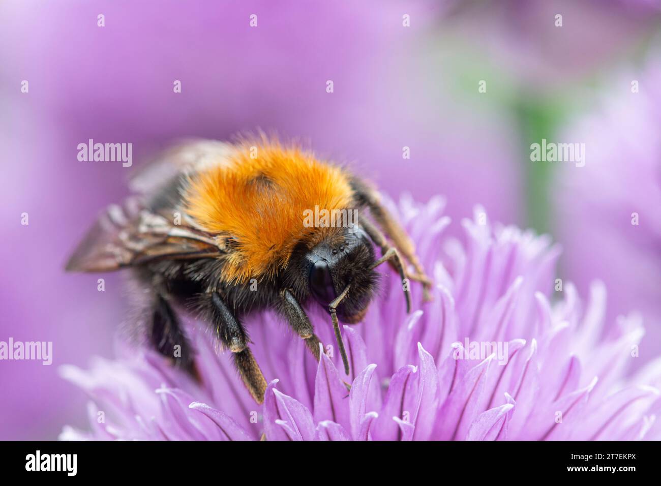 Tree Bumblebee Bombus hypnorum, feeding  on chive flowers in a garden border, Co Durham, June Stock Photo