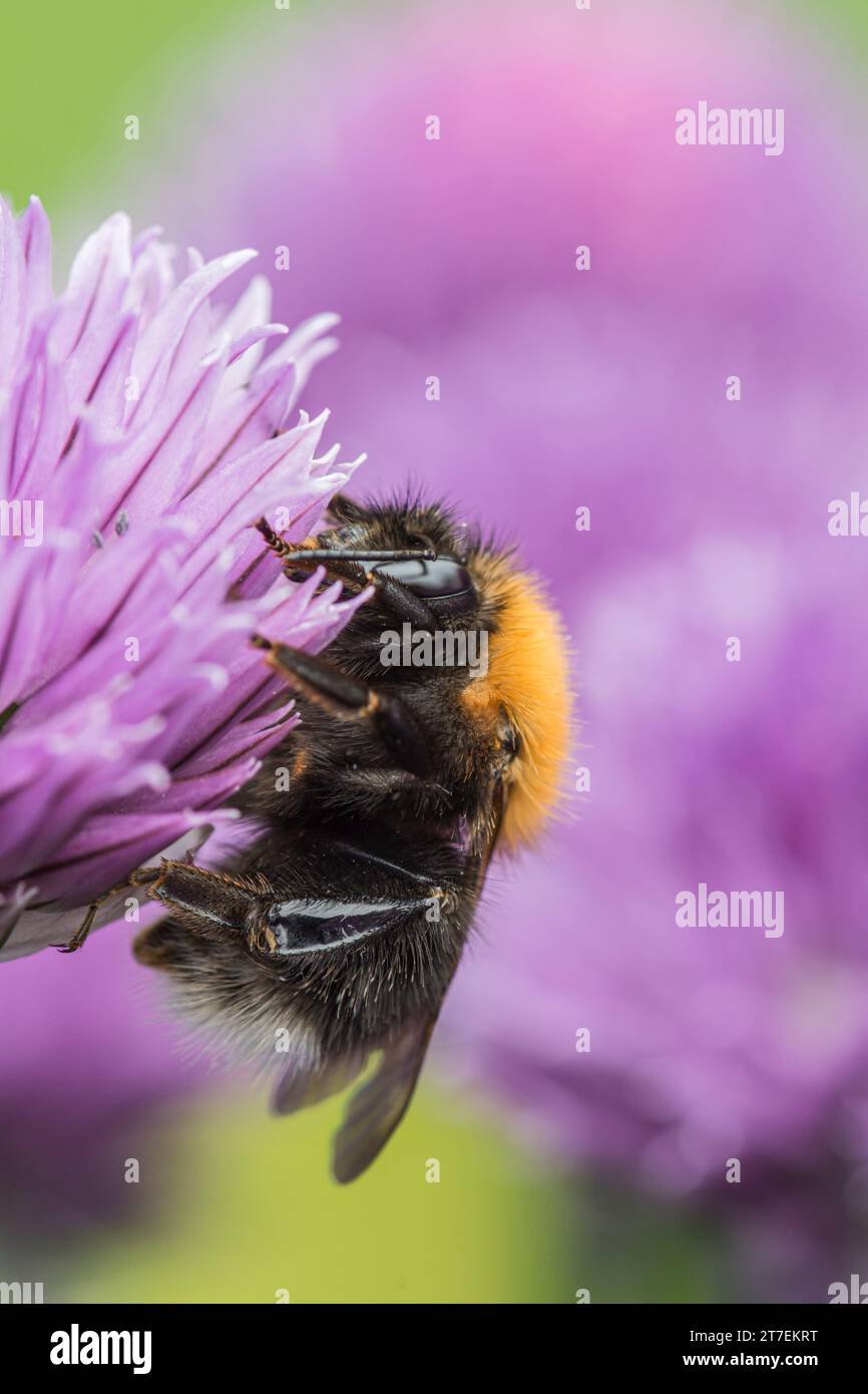 Tree Bumblebee Bombus hypnorum, feeding  on chive flowers in a garden border, Co Durham, June Stock Photo