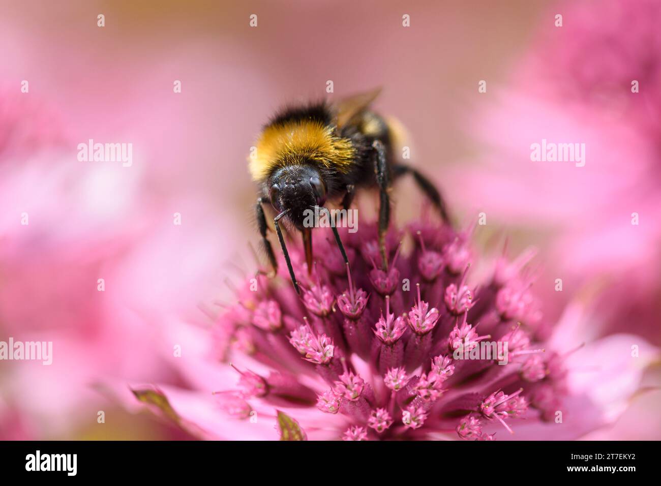 Close up of a Garden Bumble bee  Bombus hortorum feeding on an Astrantia flower in a garden, June Stock Photo