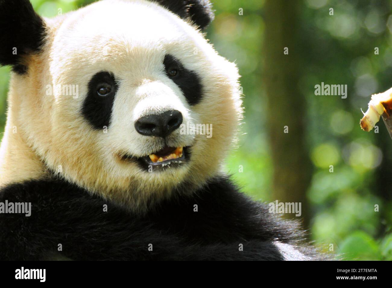 Giant Panda in Wolong National Nature Reserve, Sichuan, China Stock Photo