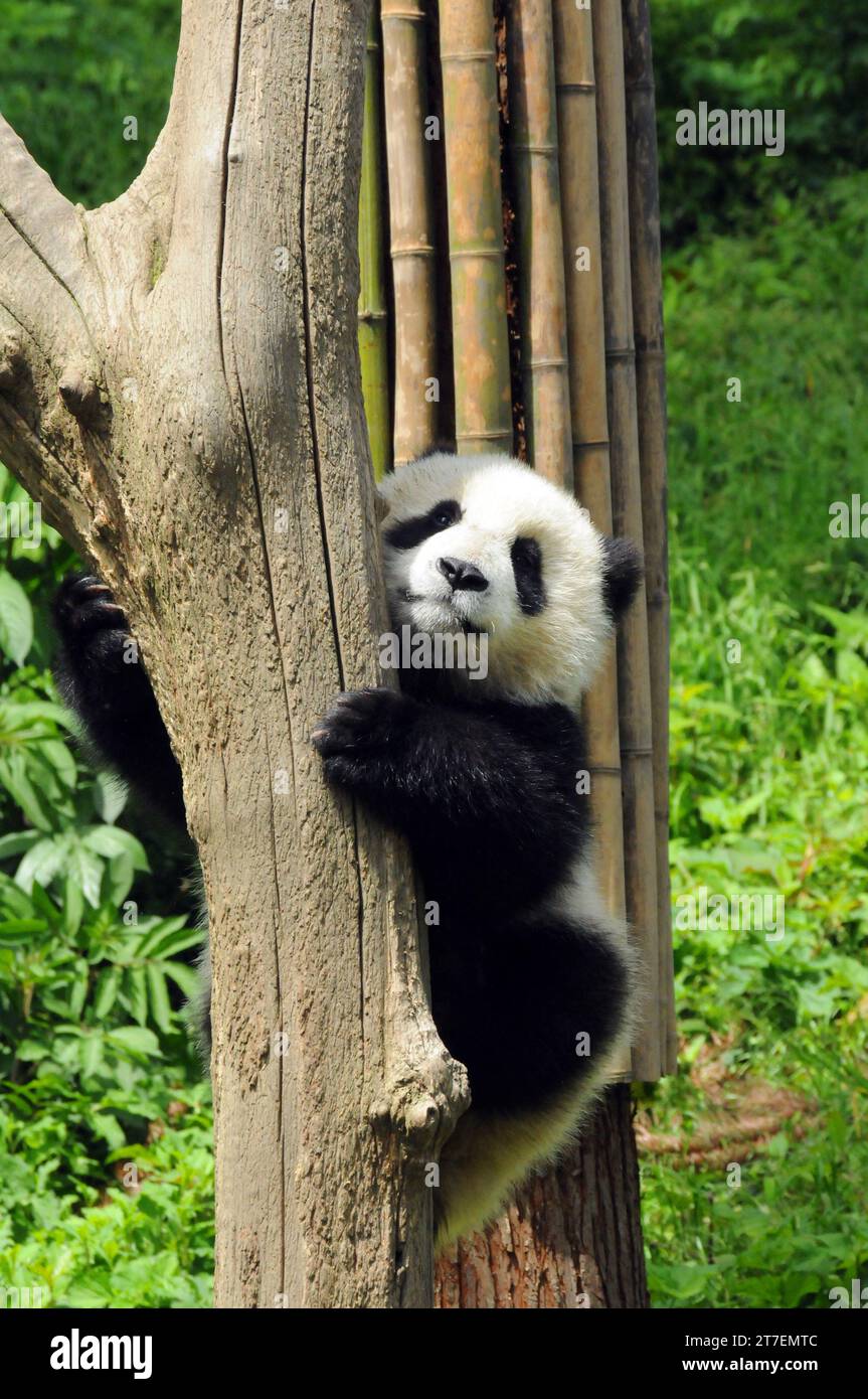 Giant Panda in Wolong National Nature Reserve, Sichuan, China Stock Photo