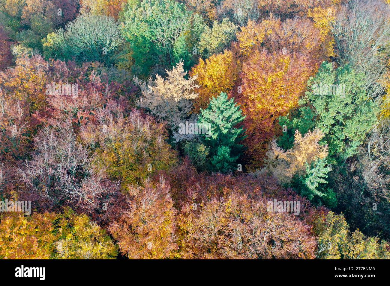 Wald von oben, Herbstwald, Herbstlaub, Herbstfärbung, Herbstverfärbung, Herbstfarben, bunt, buntes Laub, herbstlich, herbstlicher Wald, Luftaufnahme, Stock Photo