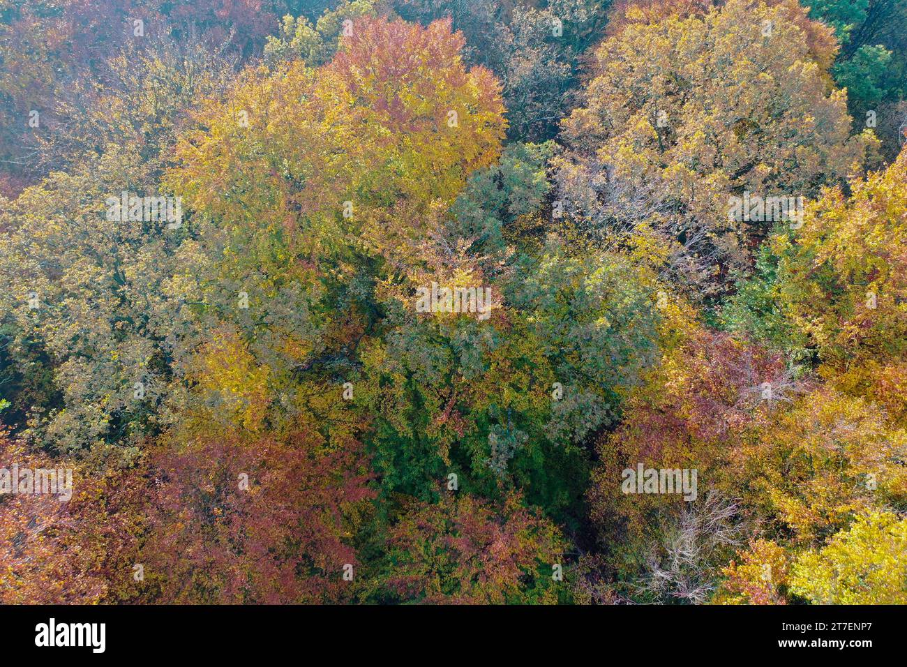 Wald von oben, Herbstwald, Herbstlaub, Herbstfärbung, Herbstverfärbung, Herbstfarben, bunt, buntes Laub, herbstlich, herbstlicher Wald, Luftaufnahme, Stock Photo