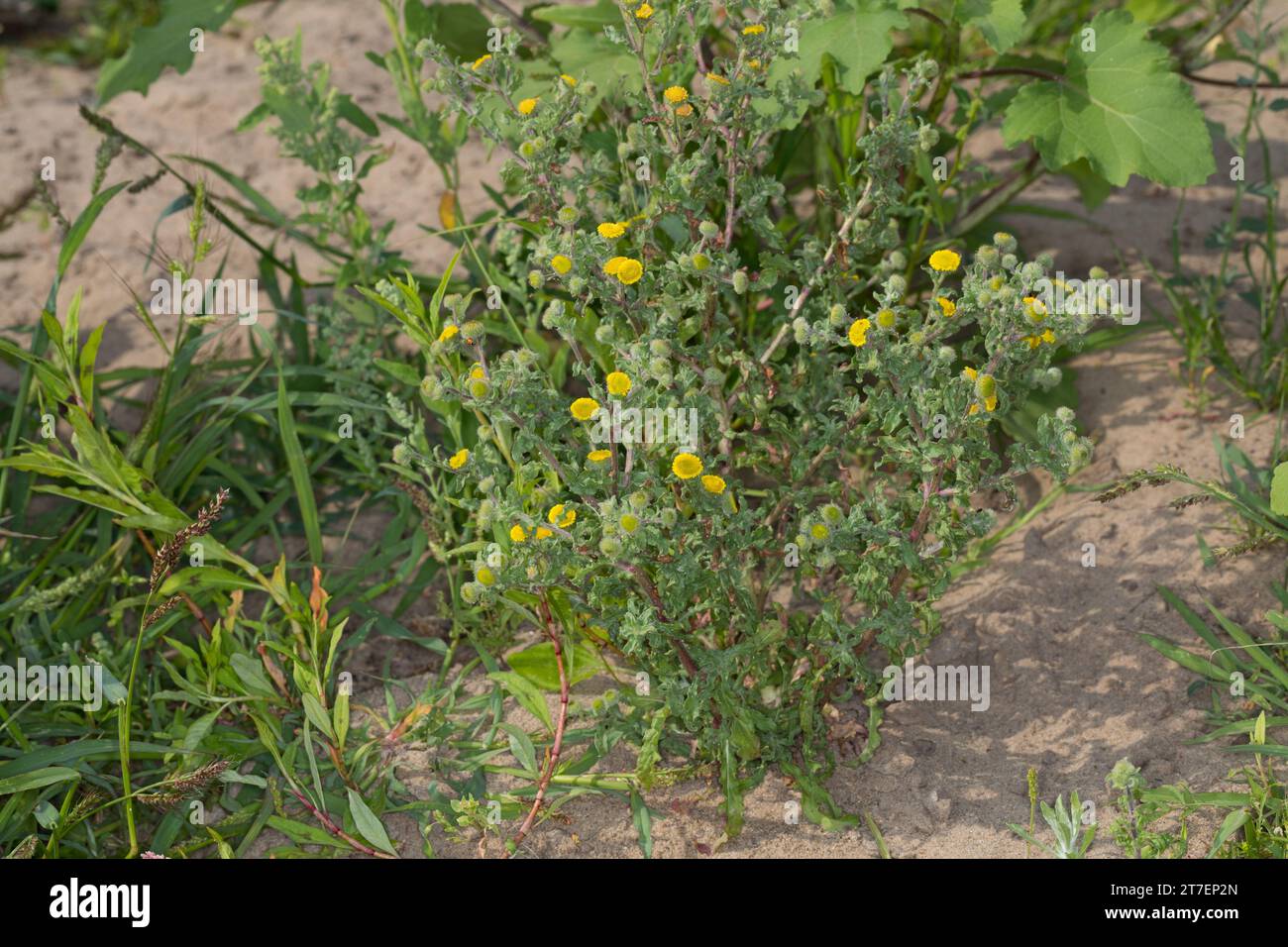 Kleines Flohkraut, Pulicaria vulgaris, Small Fleabane, Pulicaire commune Stock Photo