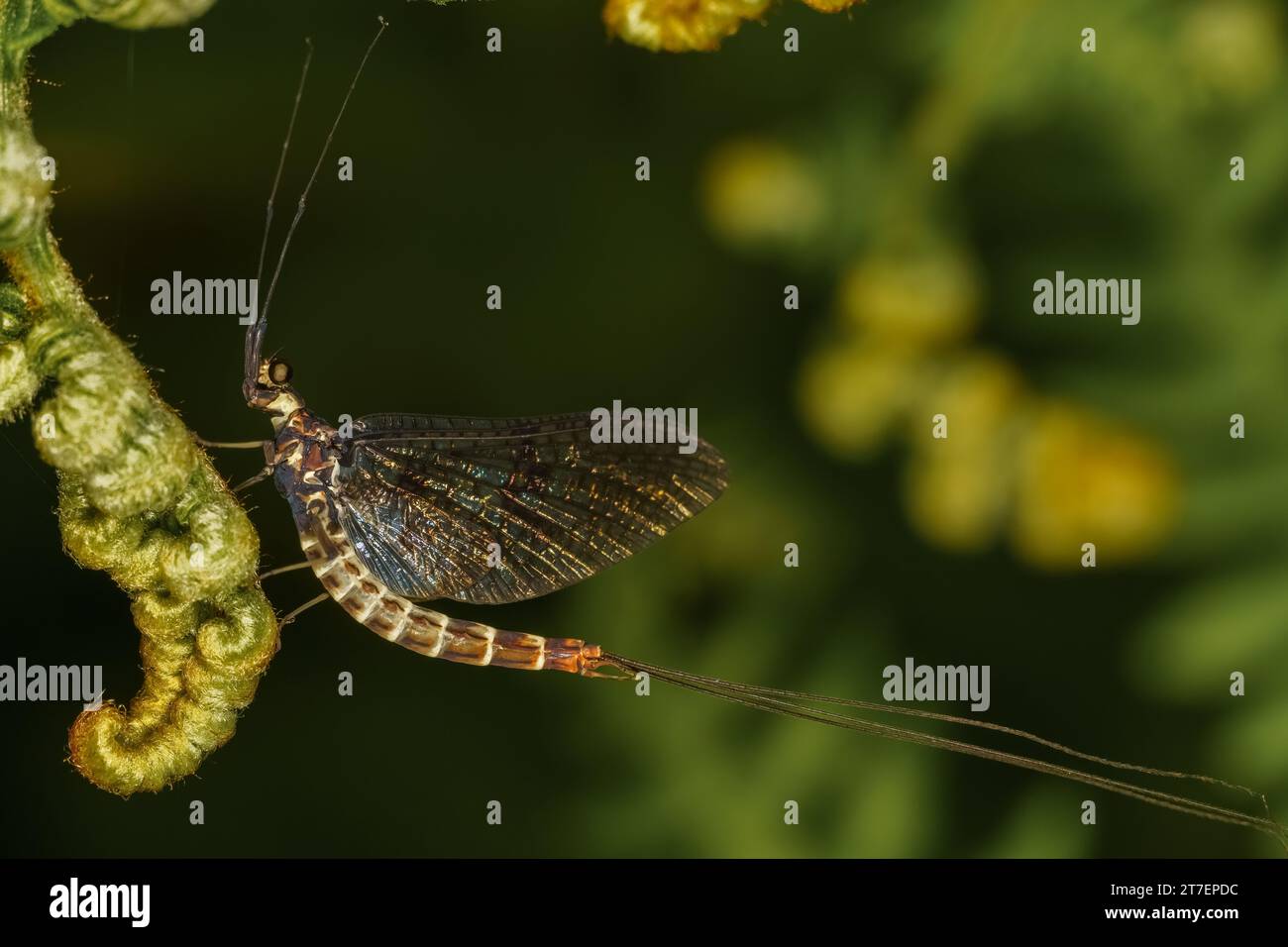 Mayfly (Ephemeroptera) sitting on a green leaf. Macro, copyspace Stock Photo