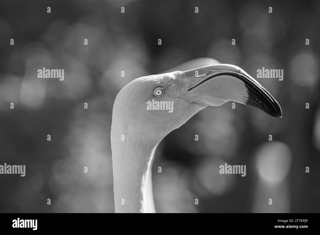 Closeup  Portrait of a flamingo face Stock Photo