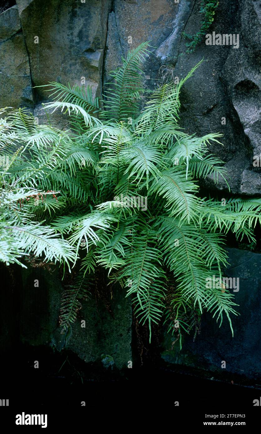 Chinese brake (Pteris vittata) is a fern native to temperate regions of Eurasia, Africa and Australia. This photo was taken in Gran Canaria, Canary Is Stock Photo