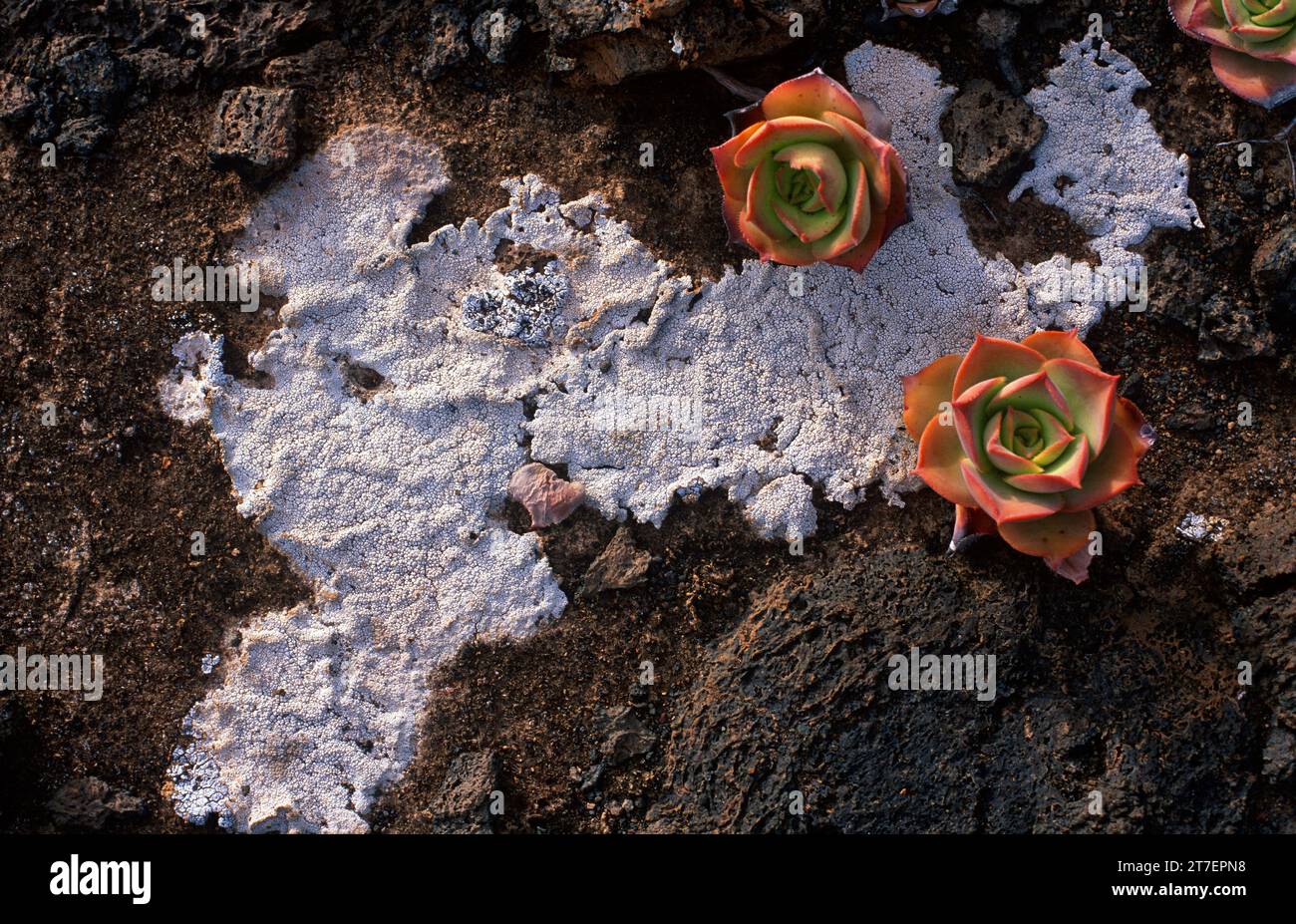 Pertusaria pluripuncta (lichen) and Aeonium lanzarottense (Crassulaceae). Lanzarote, Canary Islands, Spain. Stock Photo