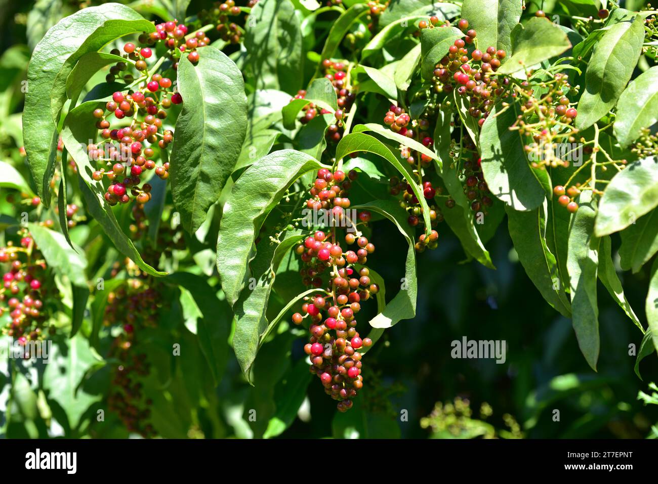 Hierbamora or hediondo (Bosea yervamora) is a medicinal shrub endemic to Canary Islands. Stock Photo