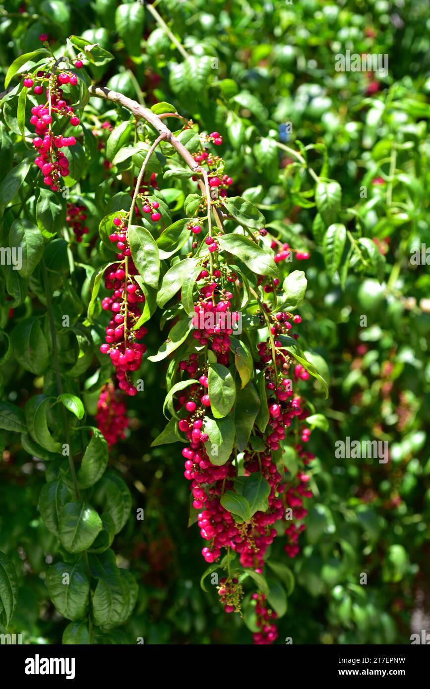 Hierbamora or hediondo (Bosea yervamora) is a medicinal shrub endemic to Canary Islands. Stock Photo