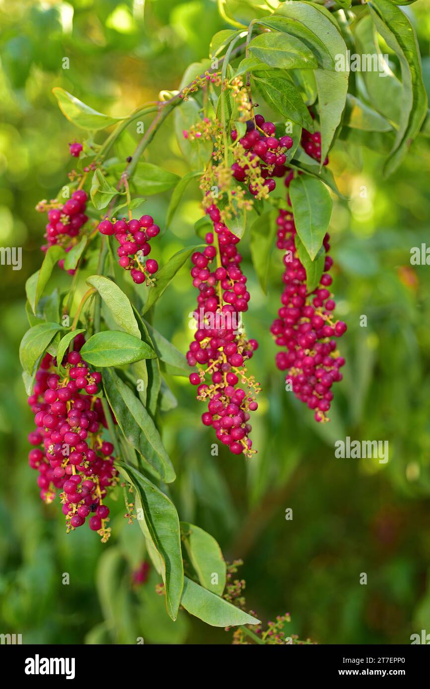 Hierbamora or hediondo (Bosea yervamora) is a medicinal shrub endemic to Canary Islands. Stock Photo