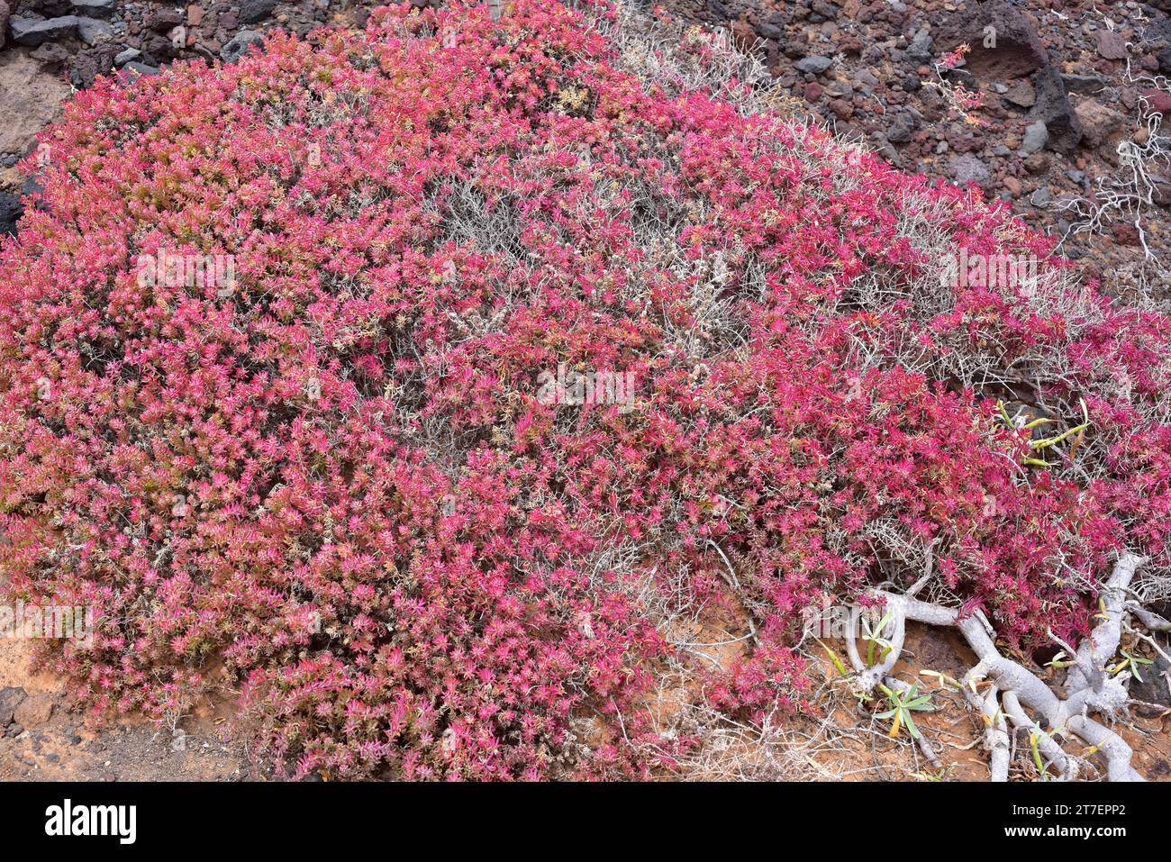 Suaeda ifniensis is a shrub endemic to Morocco (Ifni region) and eastern Canary Islands (Lanzarote and Fuerteventura). This photo was taken in Lanzaro Stock Photo
