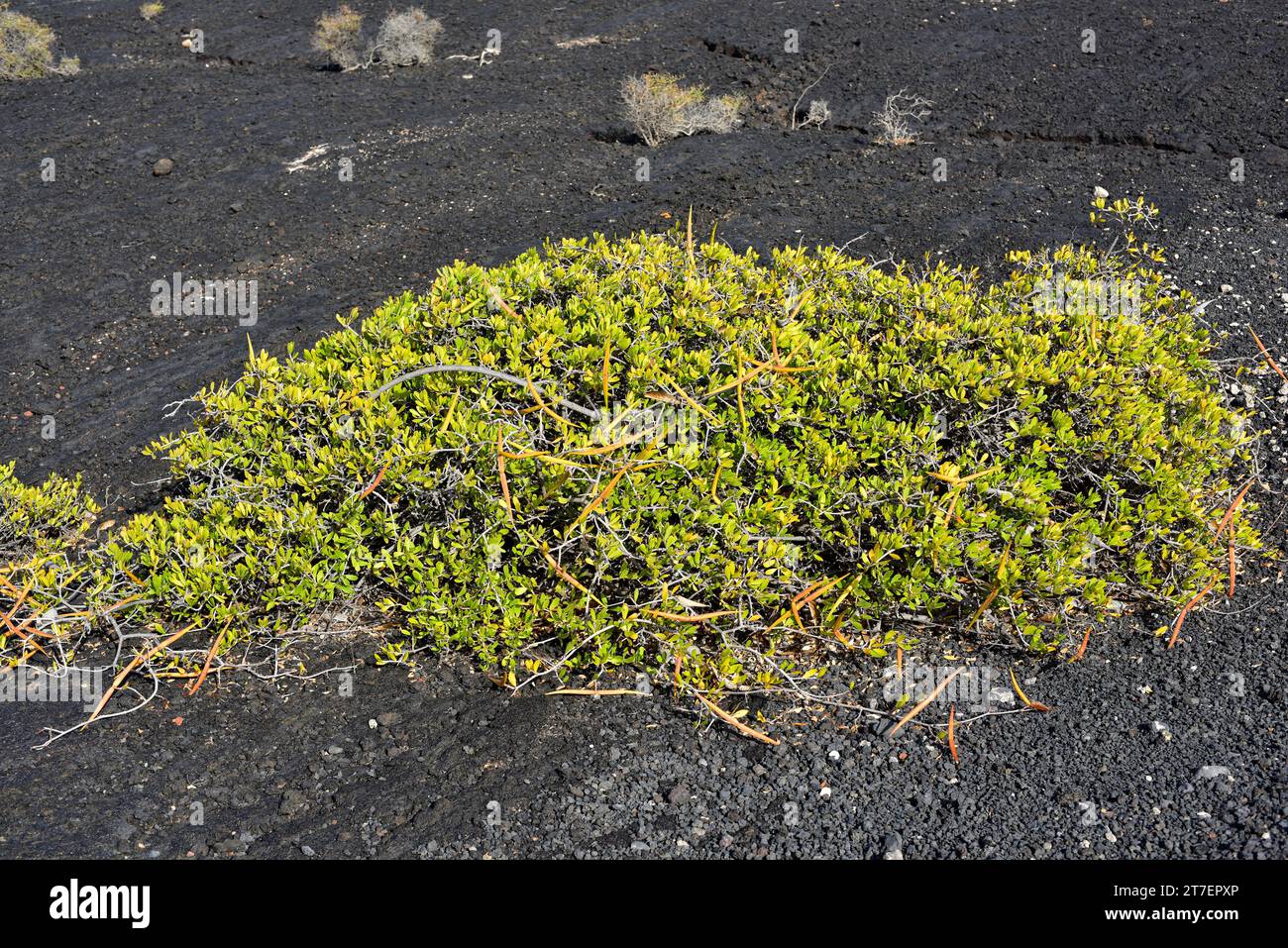 Cornicabra or cornical (Periploca laevigata or Periploca angustifolia) is a shrub native to Canary Islands, southeastern Spain and northern Africa. Th Stock Photo