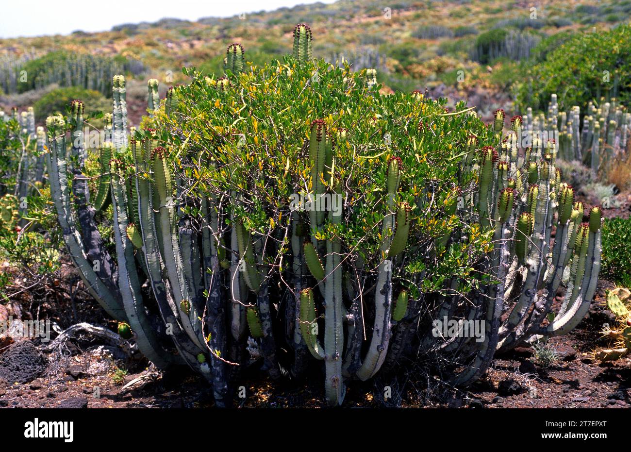 Cornicabra or cornical (Periploca laevigata or Periploca angustifolia) is a shrub native to Canary Islands, southeastern Spain and northern Africa. Sp Stock Photo
