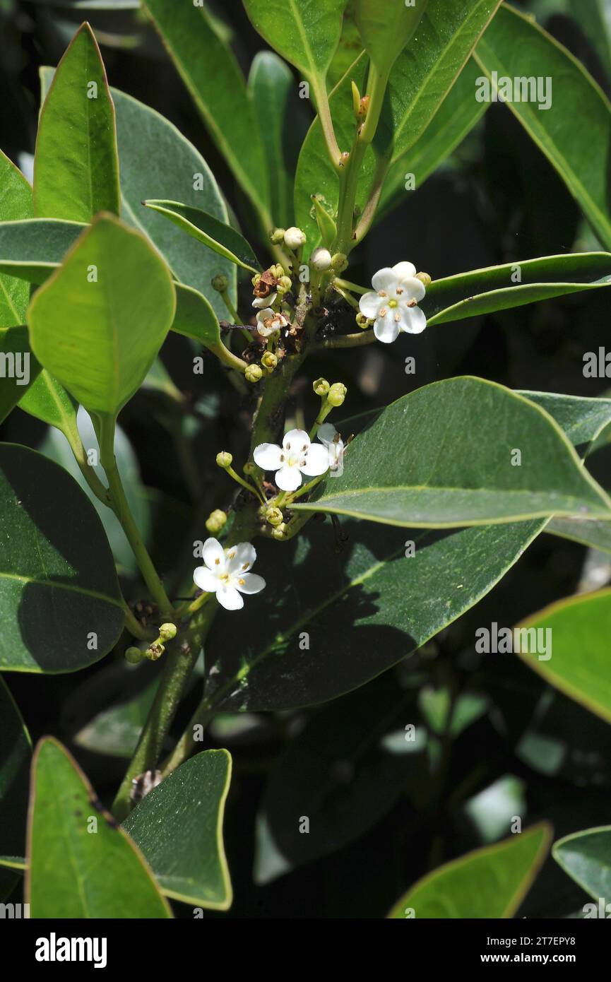 Small-leaved holly or acebino (Ilex canariensis) is a small tree endemic to Macaronesian Islands (Canary Islands and Madeira). Leaves and flowers deta Stock Photo