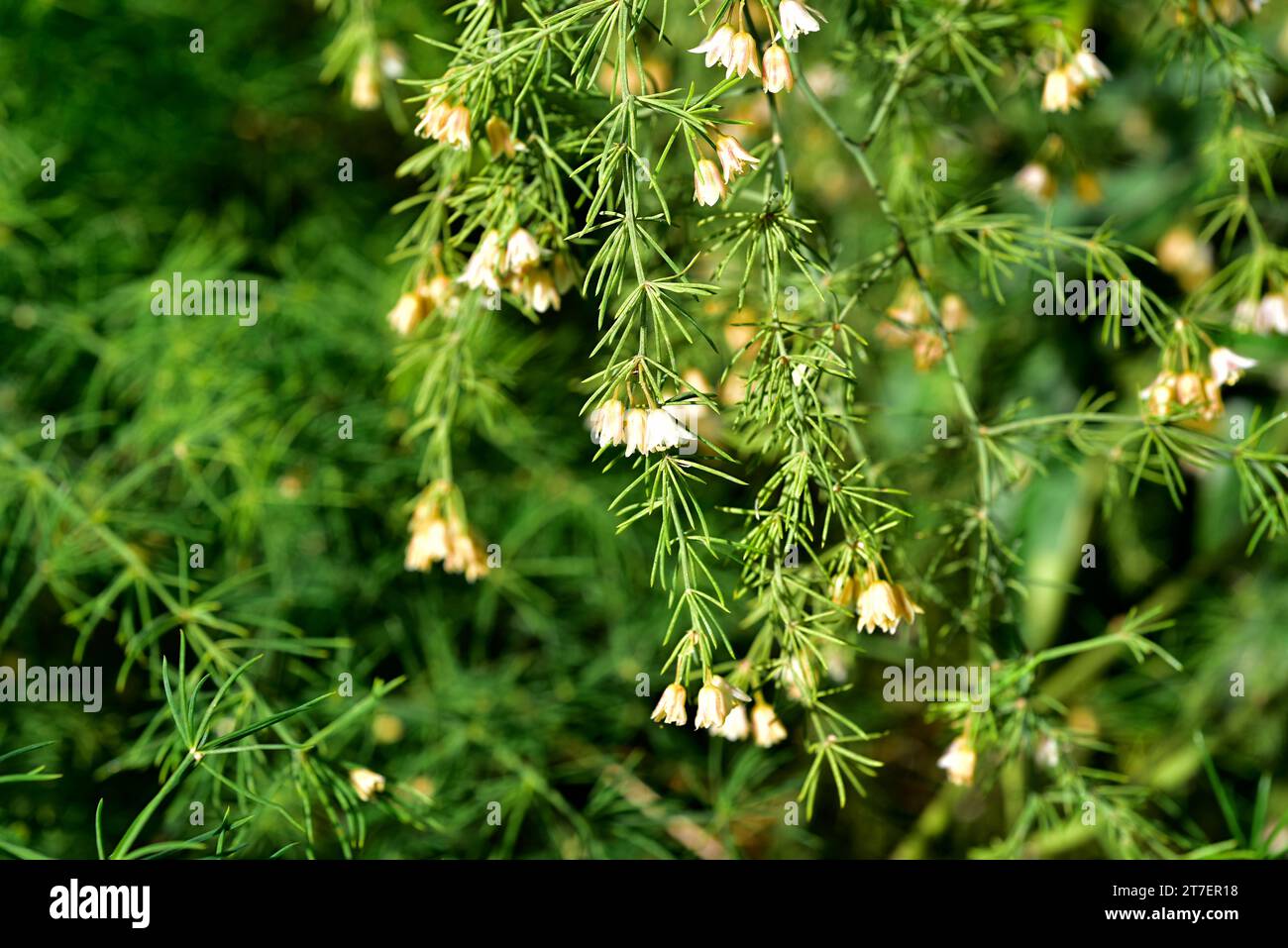 Esparraguera canaria (Asparagus umbellatus) is a perennial plant endemic to Macaronesia. Flowers detail. Stock Photo