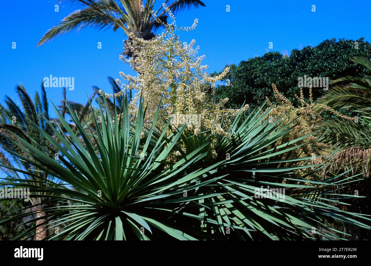 Drago (Dracaena draco) is a tree endemic to Canary Islands and Madeira. Flowers detail. Canary Islands, Spain. Stock Photo