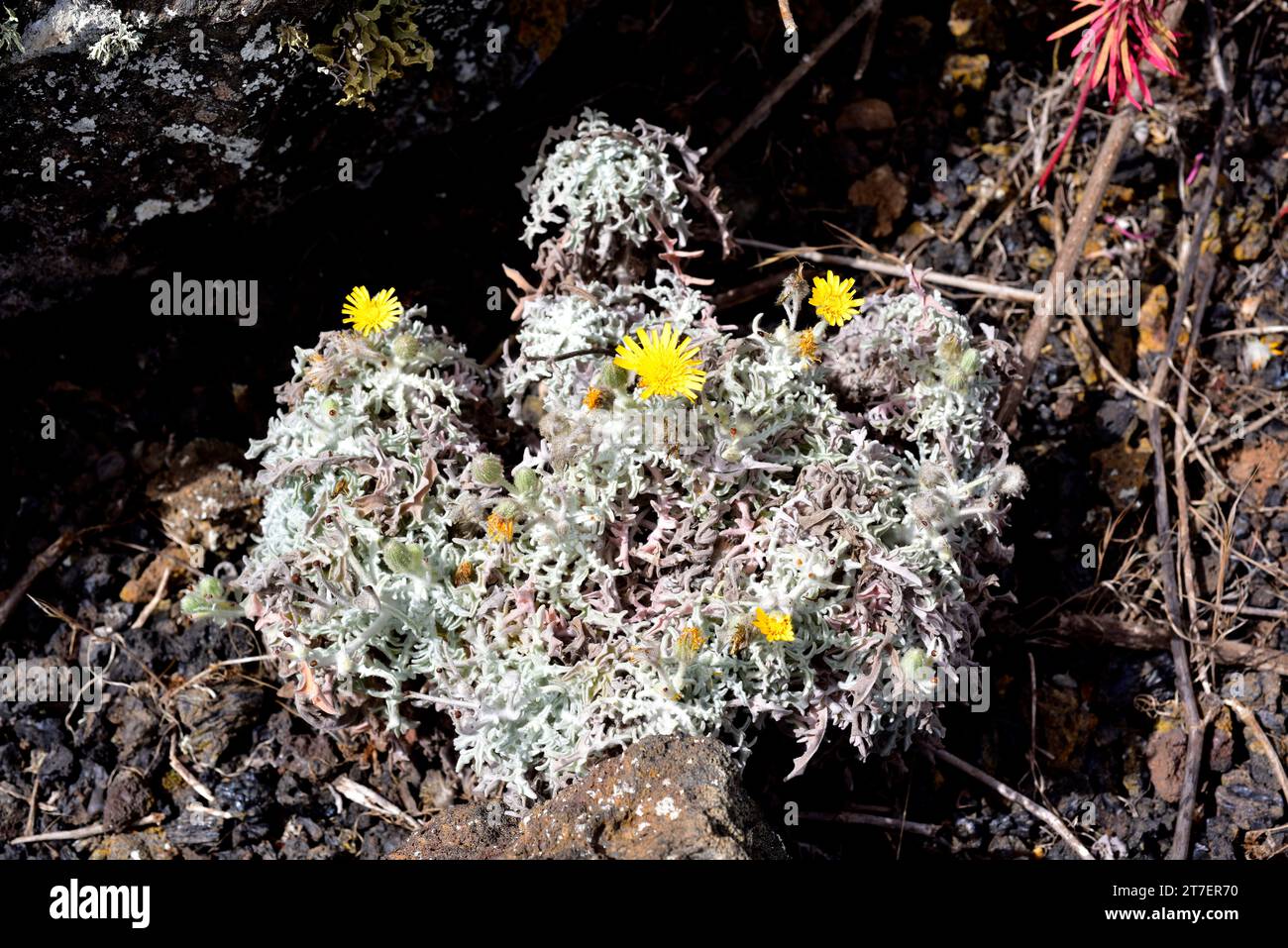 Estornudera (Andryala glandulosa) is a perennial plant endemic to Macaronesia (Canary Islands and Madeira). This photo was taken in La Corona volcano, Stock Photo