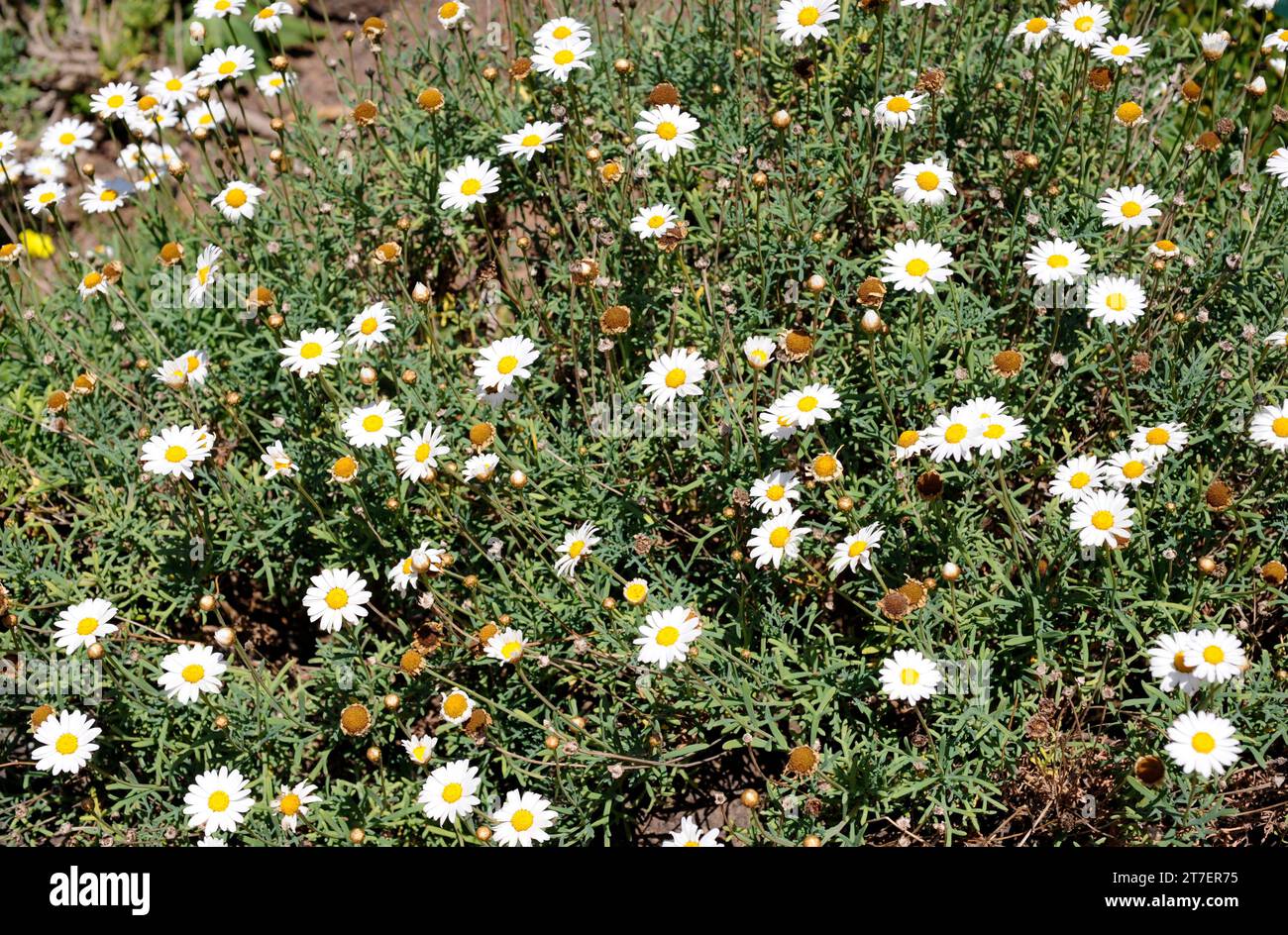 Magarza comun (Argyranthemum frutescens) is a perennial plant endemic to Canary Islands. Stock Photo