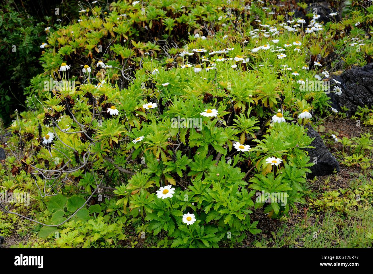 Magarza (Argyranthemum pinnatifidum) is a perennial plant endemic to Macaronesia (Canary Islands and Madeira). Stock Photo