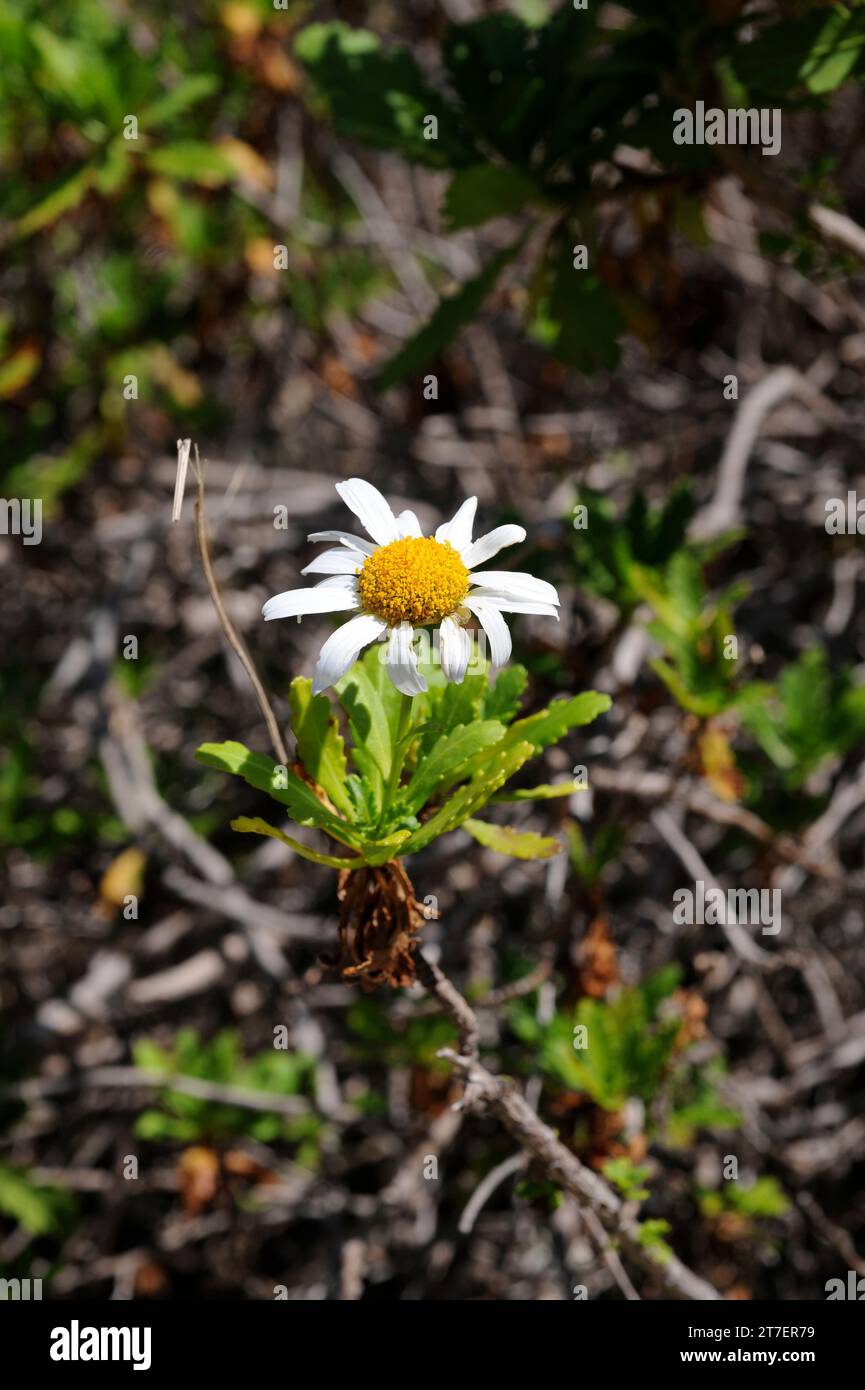 Magarza (Argyranthemum pinnatifidum) is a perennial plant endemic to Macaronesia (Canary Islands and Madeira). Stock Photo