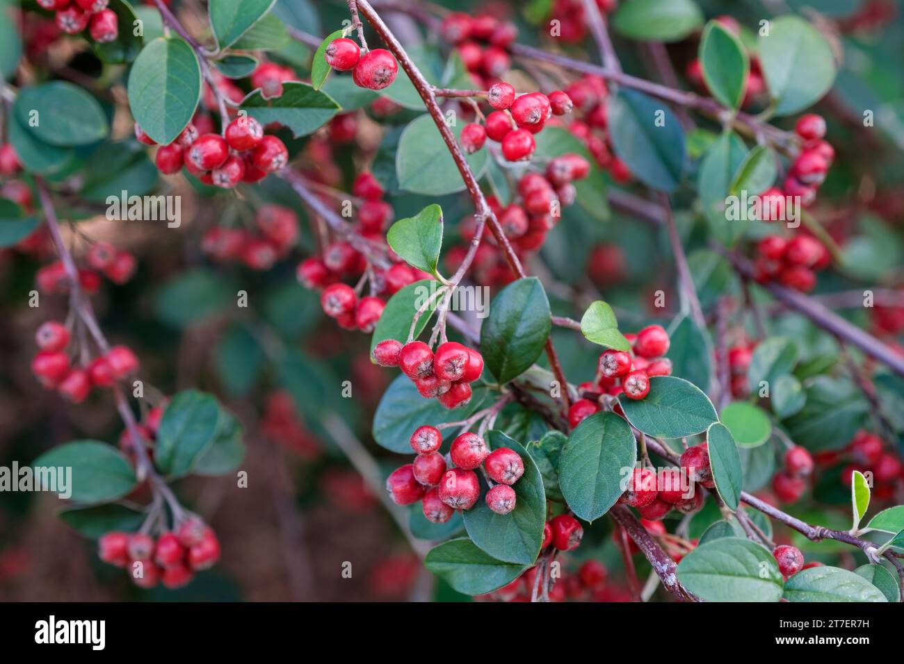 Cotoneaster franchetii, Franchet Cotoneaster, sage green leaves, deep orange-red berries in late autumn Stock Photo