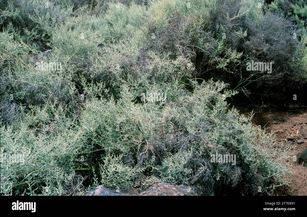 Incienso morisco (Artemisia ramosa) is a shrub endemic to Gran Canaria and Tenerife, Canary Islands, Spain. Stock Photo