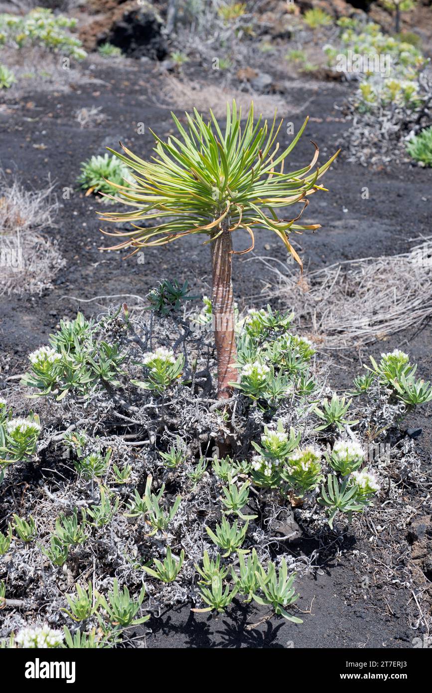 Verode, berode, verol or berol (Kleinia neriifolia) is a succulent shrub endemic to Canary Islands (all islands). Next to her a flowering Echium brevi Stock Photo