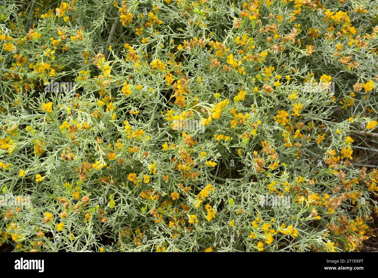Salado blanco or dama (Schizogyne sericea) is a shrub endemic to Macaronesia (Canary Islands and Savage Islands). This photo was taken in La Palma, Ca Stock Photo