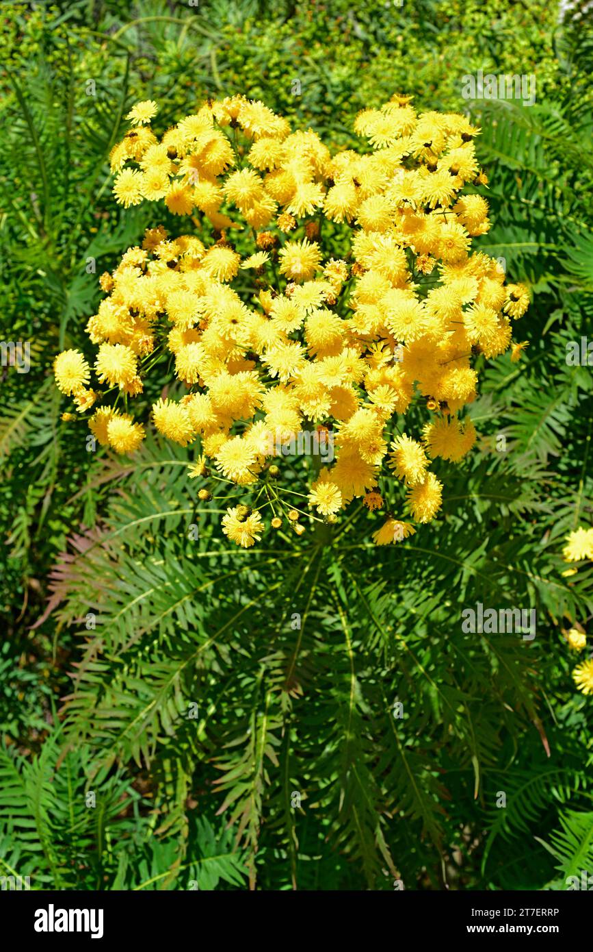 Cerrajon arboreo (Sonchus canariensis) is a shrub endemic to Gran Canaria and Tenerife, Canary Islands, Spain. Stock Photo