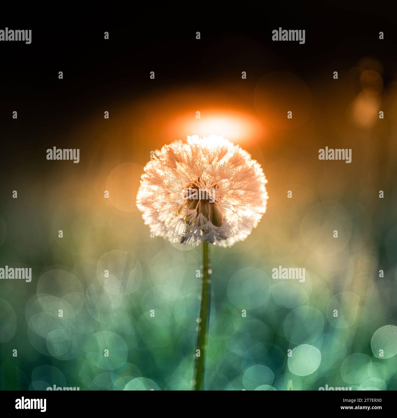 beautiful close-up of a flower with bokeh and rich colors, water droplets, sunlight, sunbeams Stock Photo