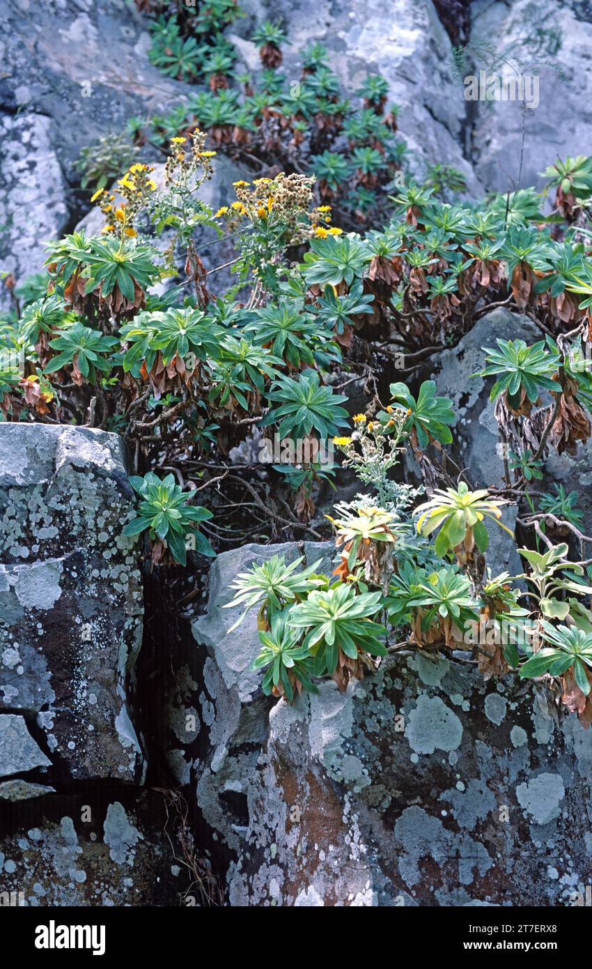 Lechugon de Sventenius (Sventenia bupleuroides) is an endangered shrub endemic to Gran Canaria, Canary Islands, Spain. Stock Photo