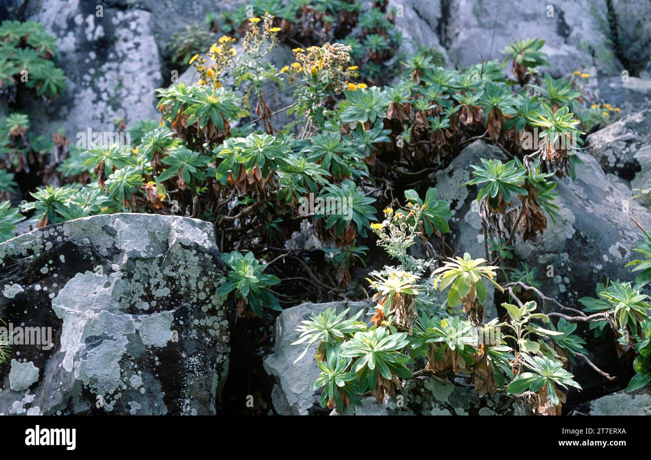 Lechugon de Sventenius (Sventenia bupleuroides) is an endangered shrub endemic to Gran Canaria, Canary Islands, Spain. Stock Photo