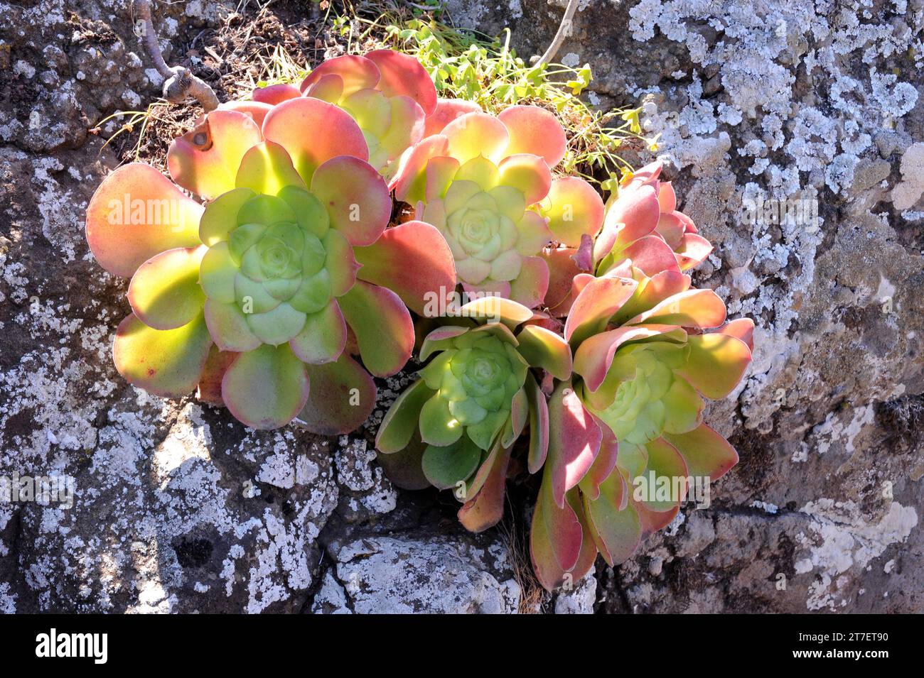 Bejeque tabaquero or gongaro canario (Aeonium canariense) is a succulent shrub endemic to Canary Islands except Lanzarote and Fuerteventura. Stock Photo