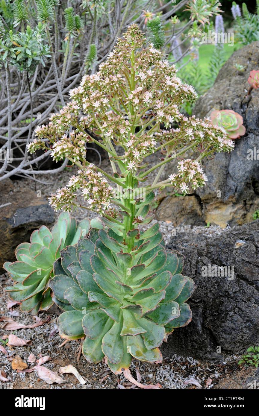 Bejeque sanjora (Aeonium hierrense) is a succulent shrub endemic to El Hierro and La Palma, Canary Islands, Spain. Stock Photo