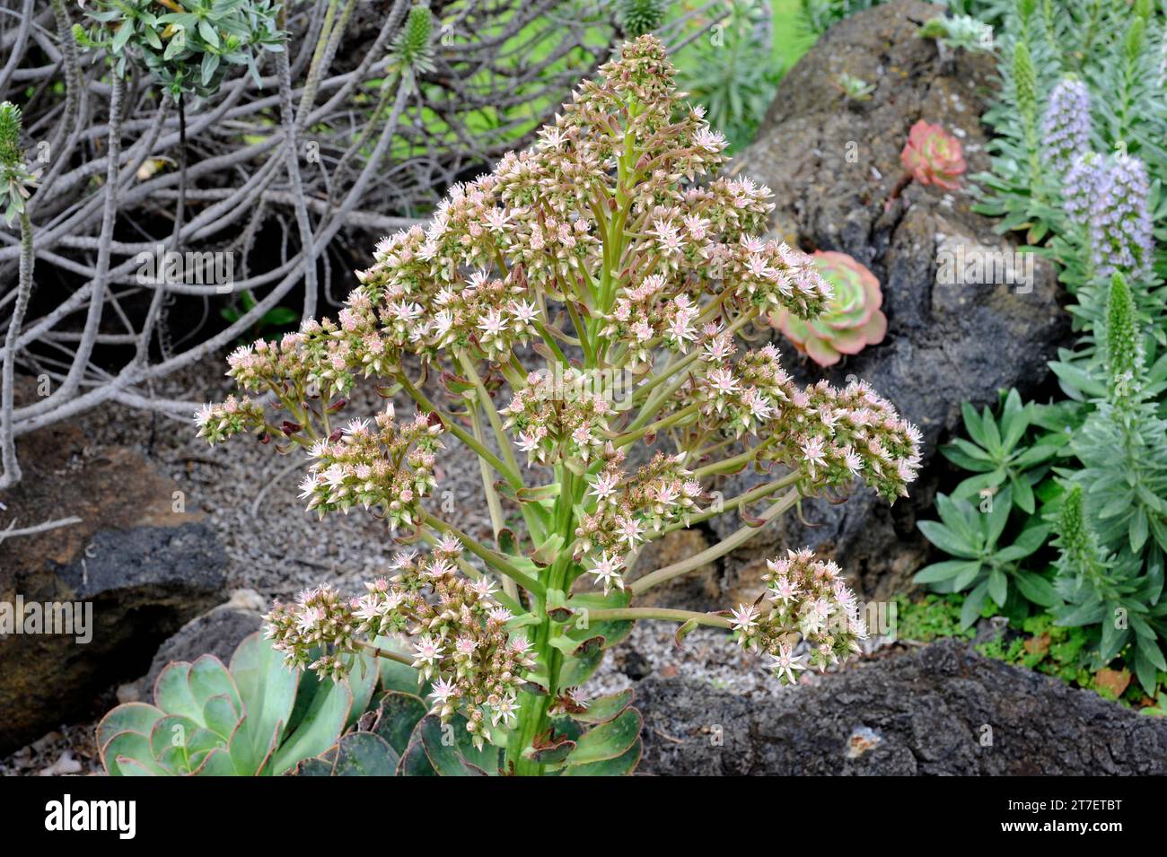Bejeque sanjora (Aeonium hierrense) is a succulent shrub endemic to El Hierro and La Palma, Canary Islands, Spain. Stock Photo