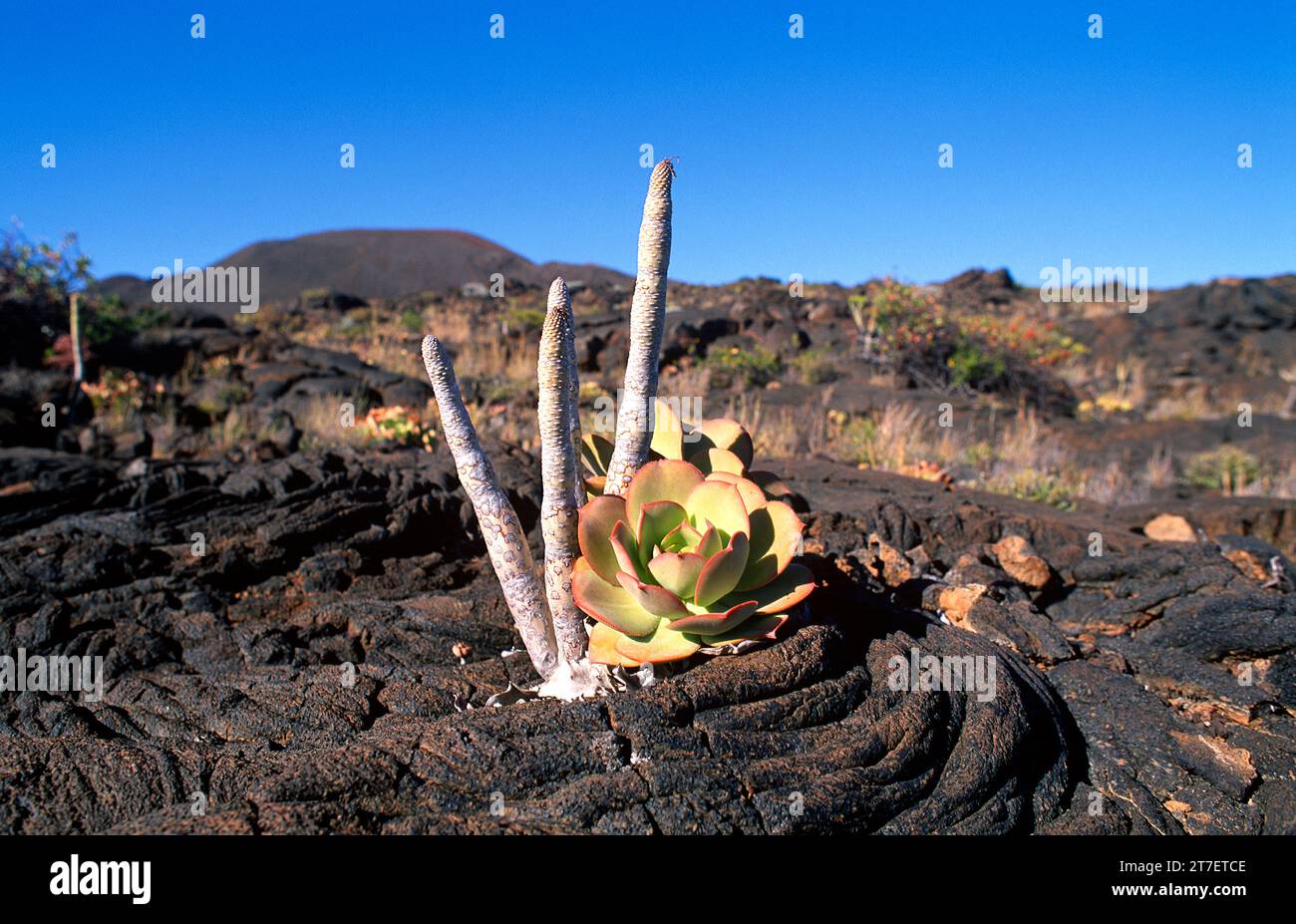 Bejeque de malpais (Aeonium lancerottense) and verode (Kleinia neriifolia) are a succulent shrubs endemic to Canary Islands, Spain. This photo was tak Stock Photo