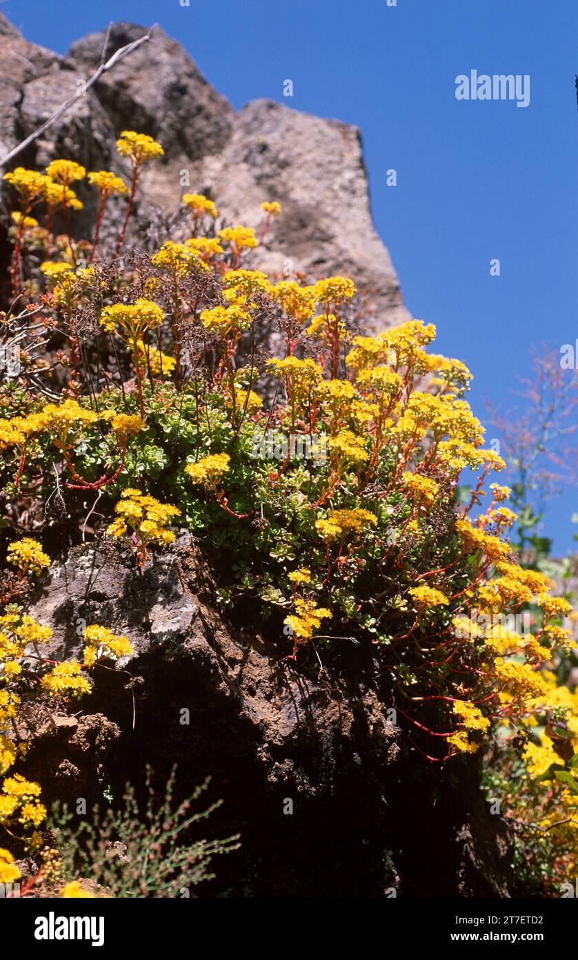 Bejequillo canario (Aeonium spathulatum) is a succulent shrub endemic to Canary Islands (except Lanzarote and Fuerteventura), Spain. Stock Photo