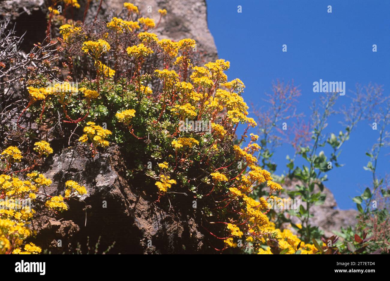 Bejequillo canario (Aeonium spathulatum) is a succulent shrub endemic to Canary Islands (except Lanzarote and Fuerteventura), Spain. Stock Photo