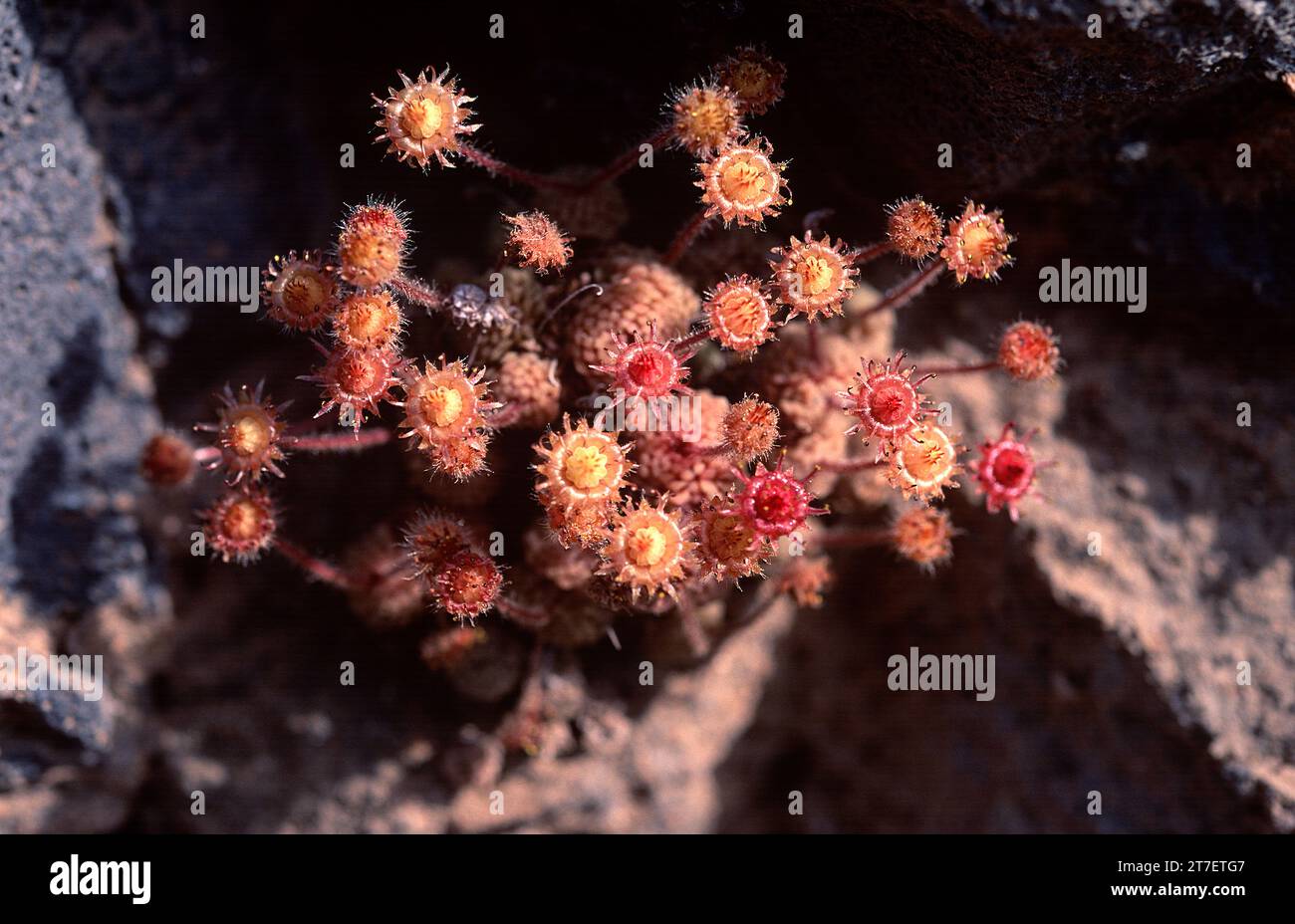 Pelotilla profusa (Monanthes polyphylla) is a succulent shrub endemic to part of Canary Islands (Tenerife, La Gomera, La Palma and Gran Canaria). This Stock Photo